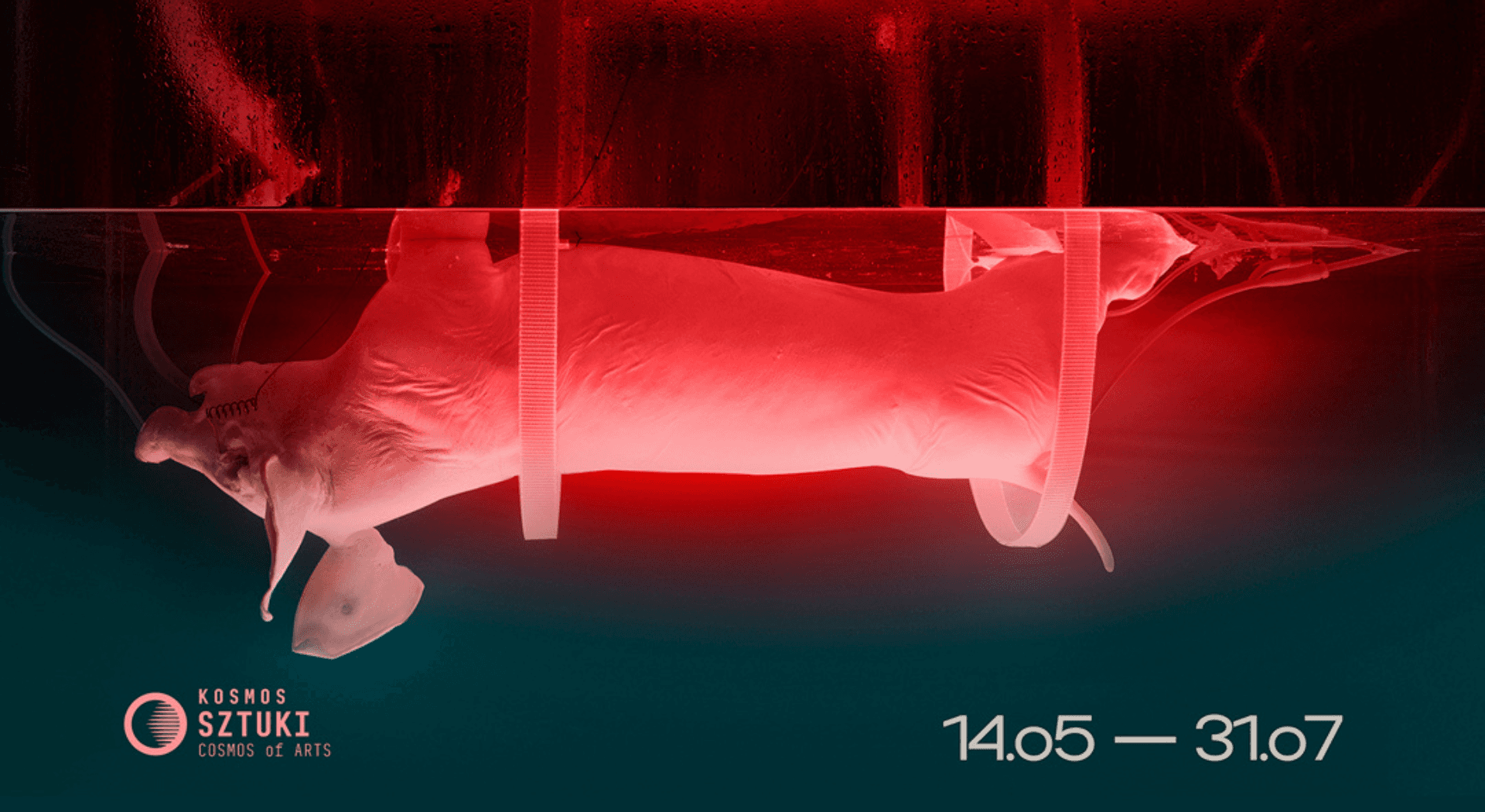 Projekt bez nazwy (1)-1.png