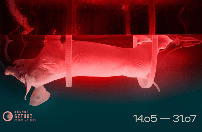 Wystawa KNOCKOUT PIG w siedzibie Fundacji Tumult