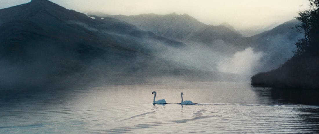 Swans Reflecting Elephants